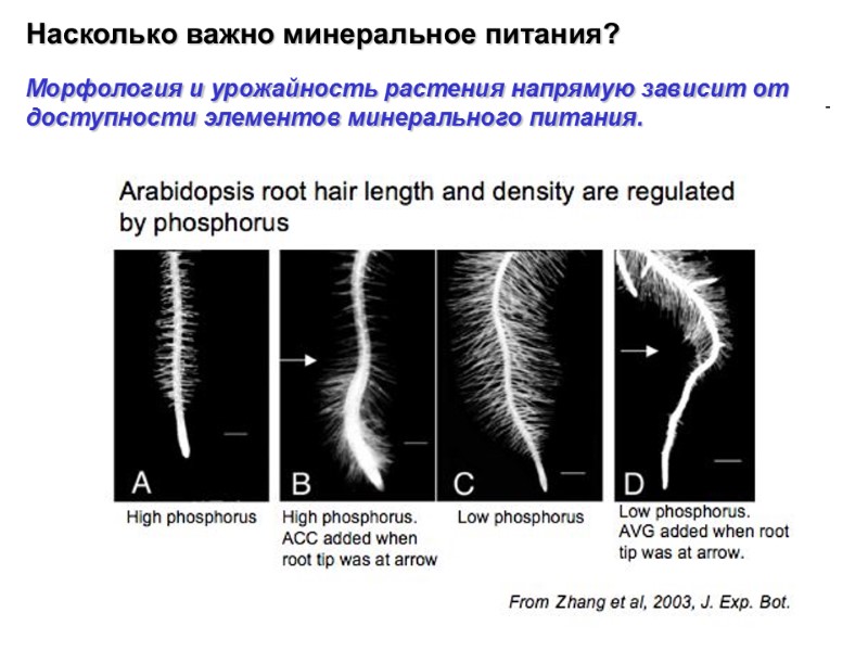 Насколько важно минеральное питания?   Морфология и урожайность растения напрямую зависит от доступности
